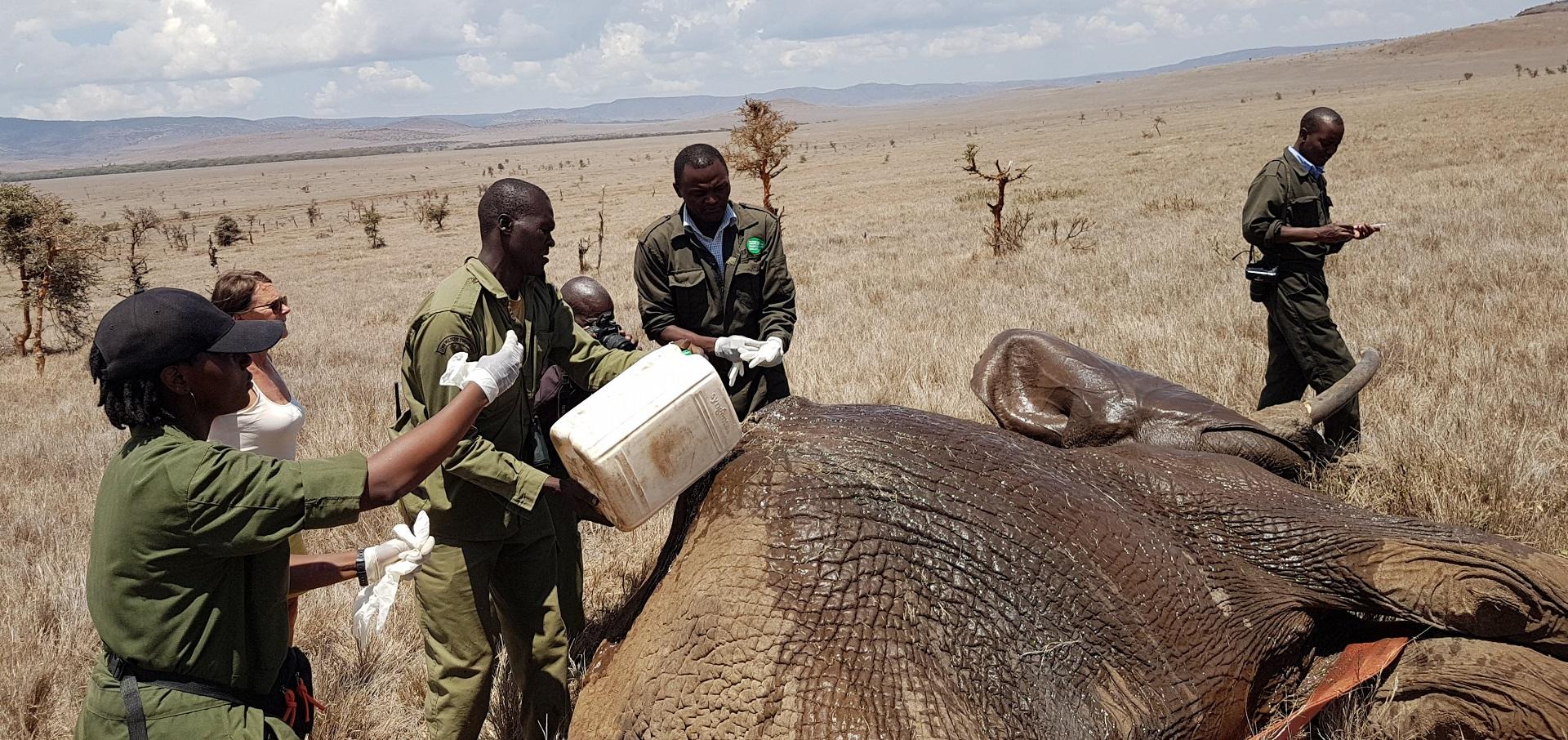 Veterinary emergency response in the field
