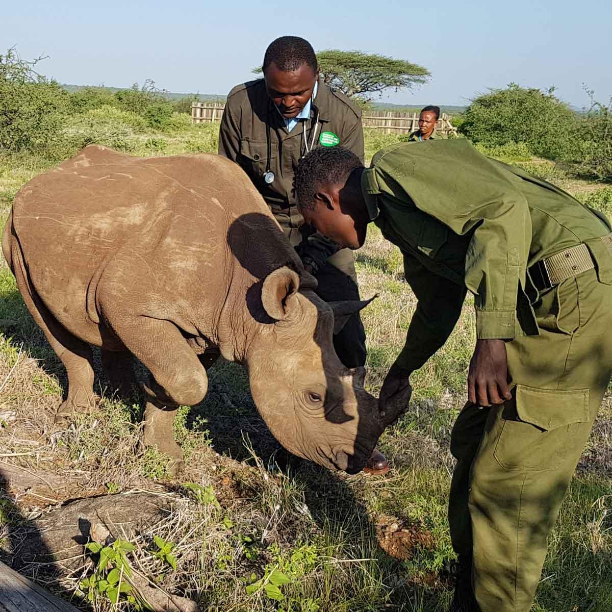 Wildlife care